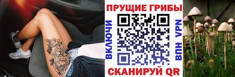 что такое   Чаплыгин  Псилоцибиновые грибы GOLDEN TEACHER 